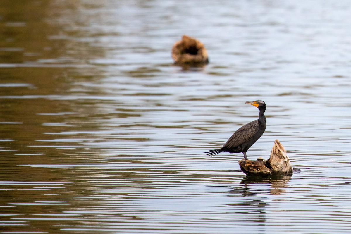 Double-crested Cormorant - ML312619691