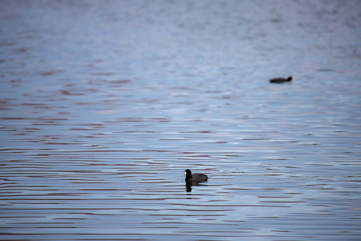 American Coot - Gemina Garland-Lewis