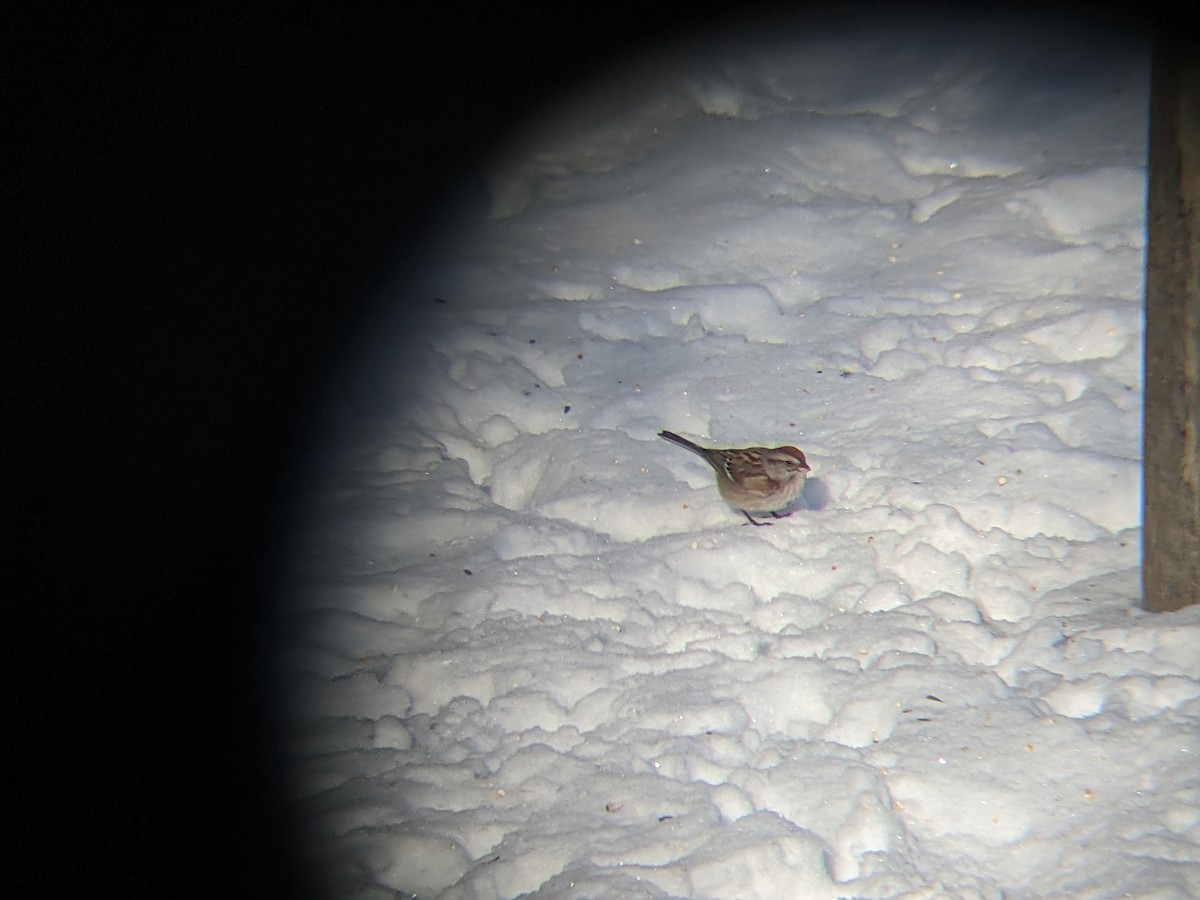 American Tree Sparrow - ML312619991