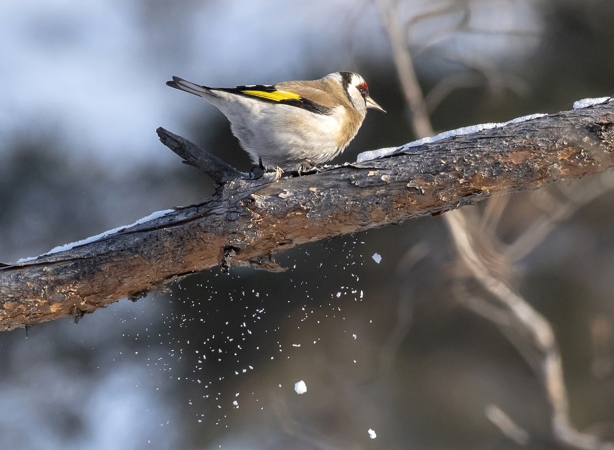 European Goldfinch - ML312621161