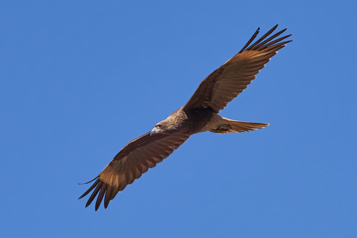 Mountain Caracara - ML312621331