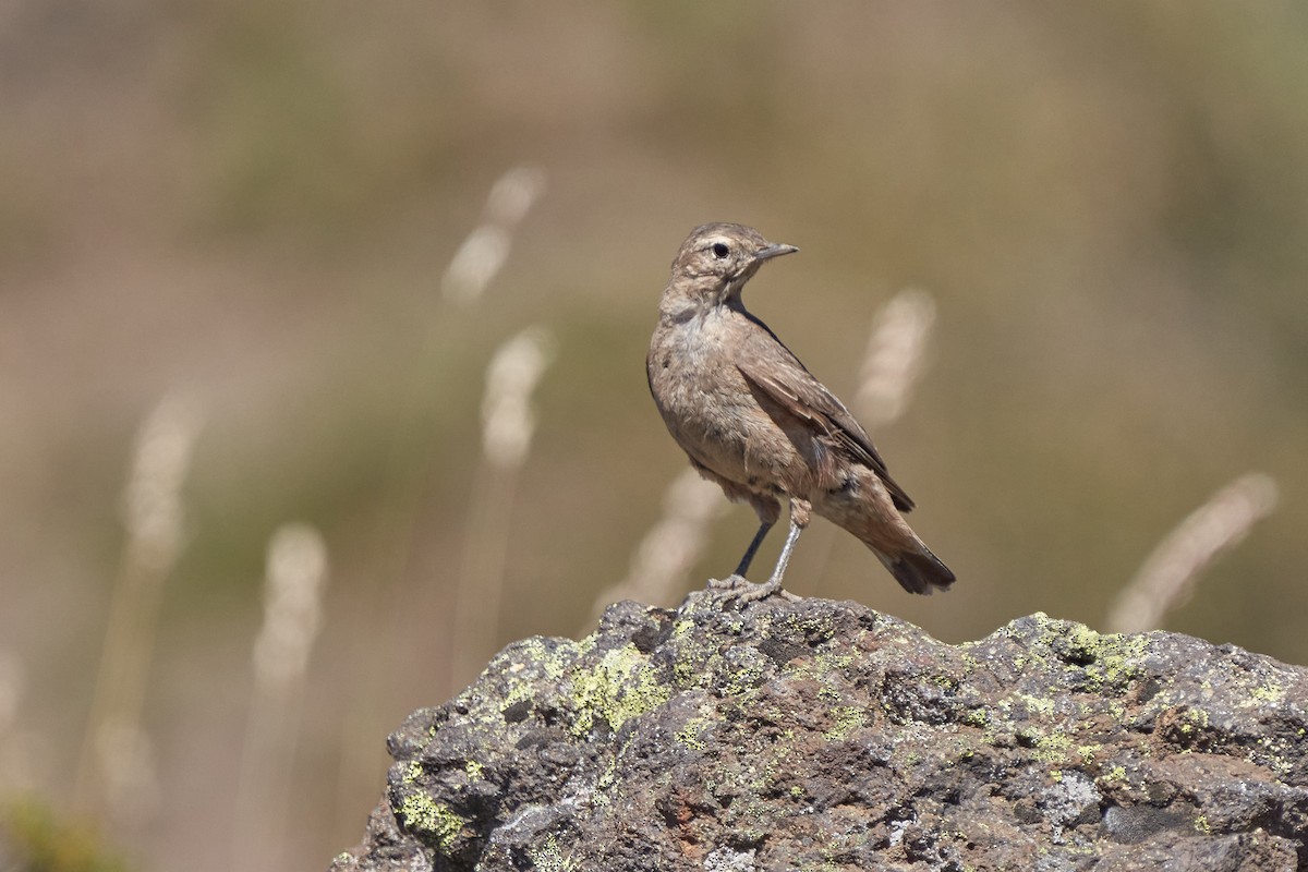 Rufous-banded Miner - ML312621351