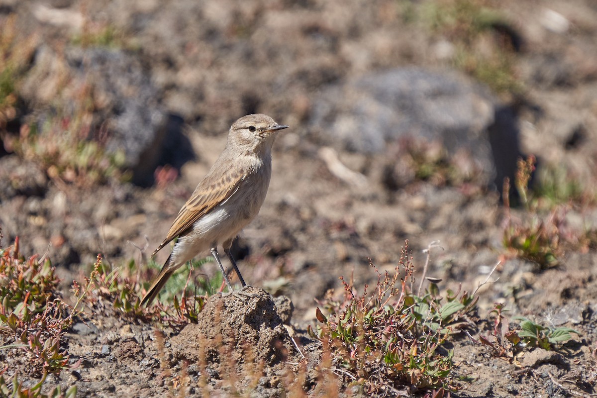 Spot-billed Ground-Tyrant - ML312621381