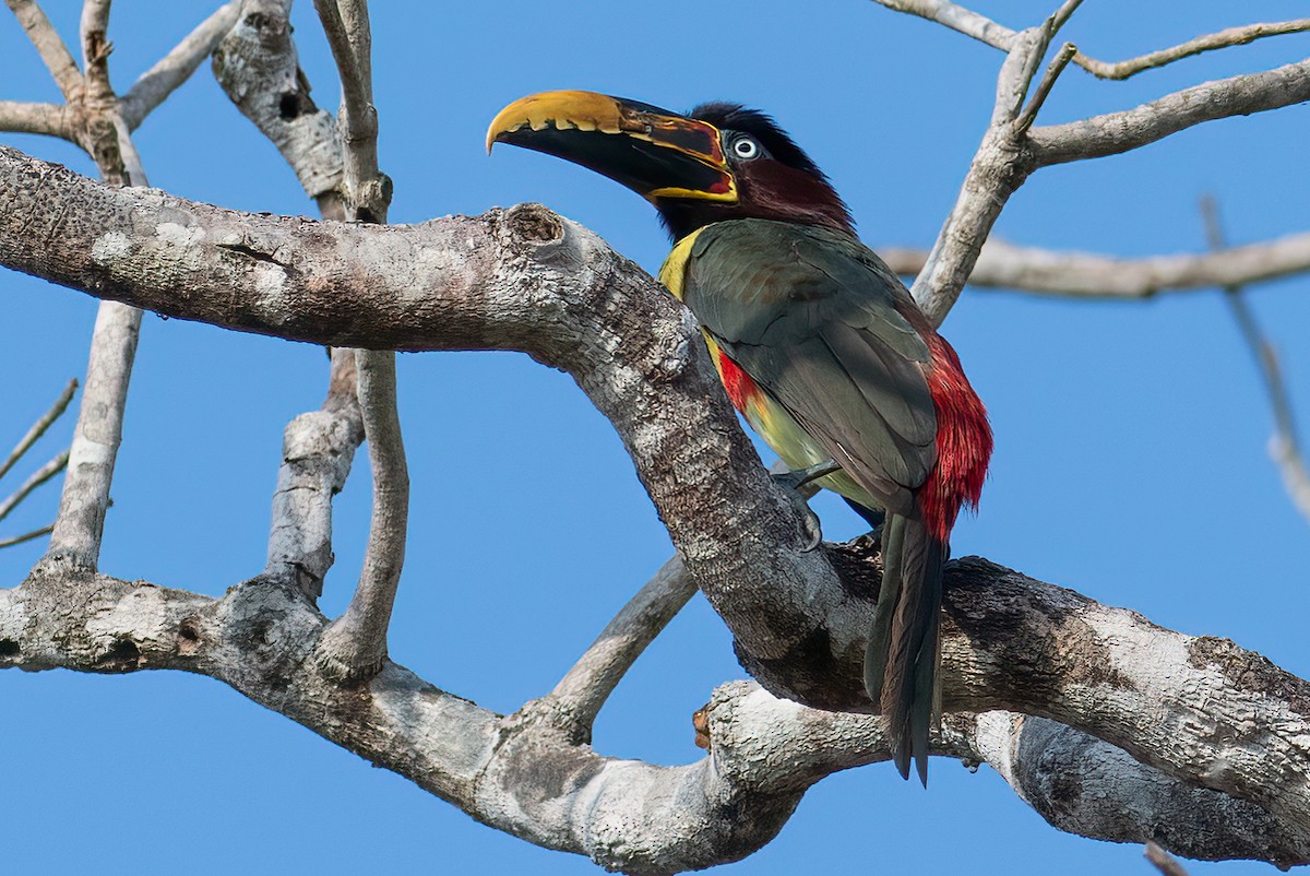 Chestnut-eared Aracari - ML312621391