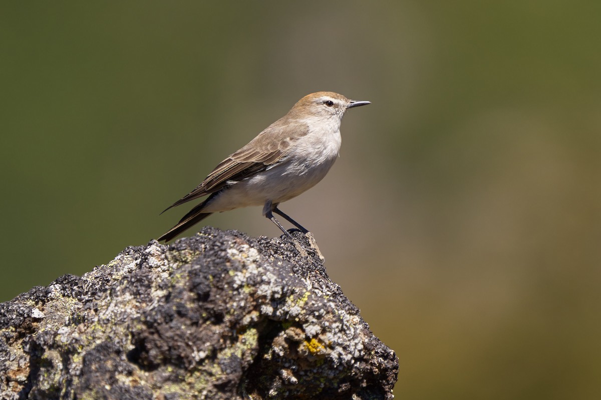 White-browed Ground-Tyrant - Hederd Torres García