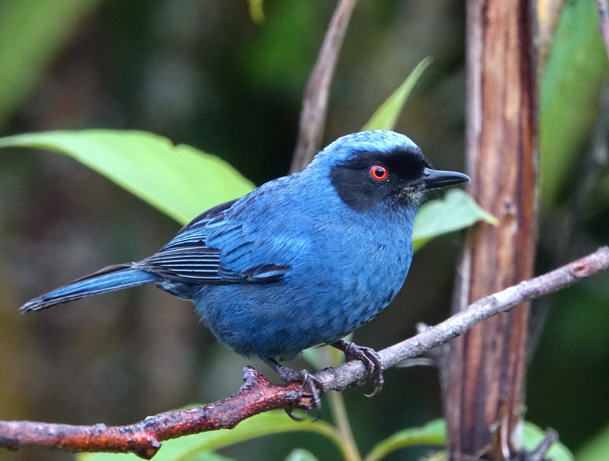 Masked Flowerpiercer - Doug Swartz