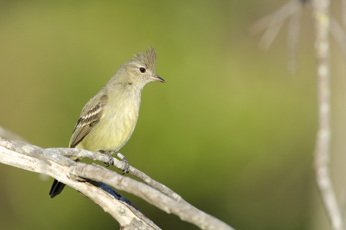 Plain-crested Elaenia - ML312621831