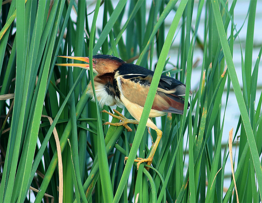 Least Bittern - ML312622061