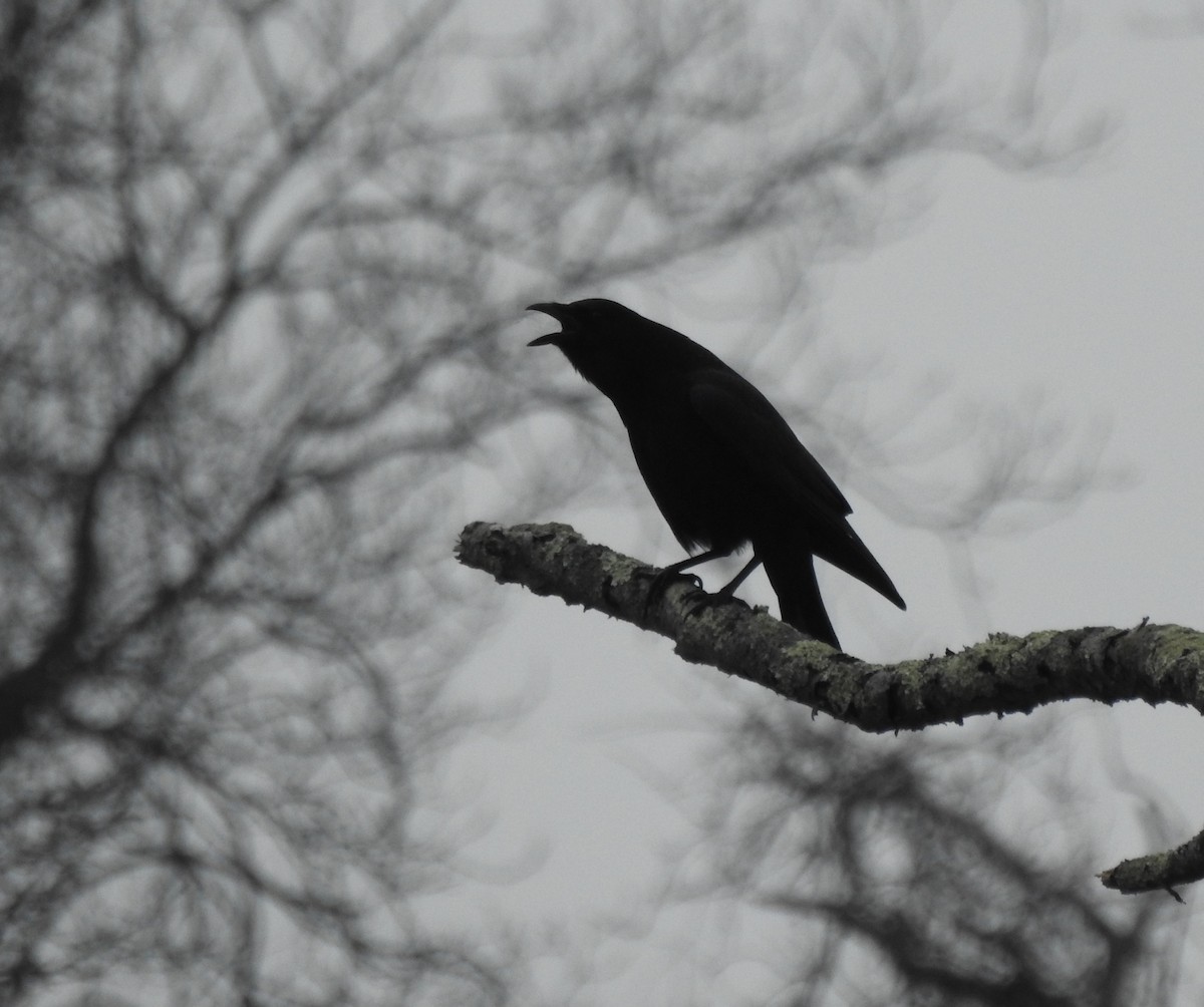 American Crow - ML312622431