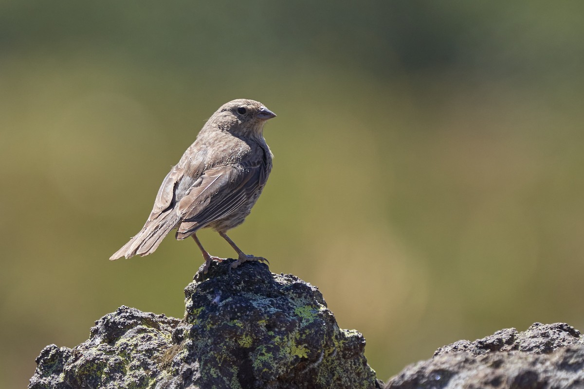 Plumbeous Sierra Finch - ML312622541