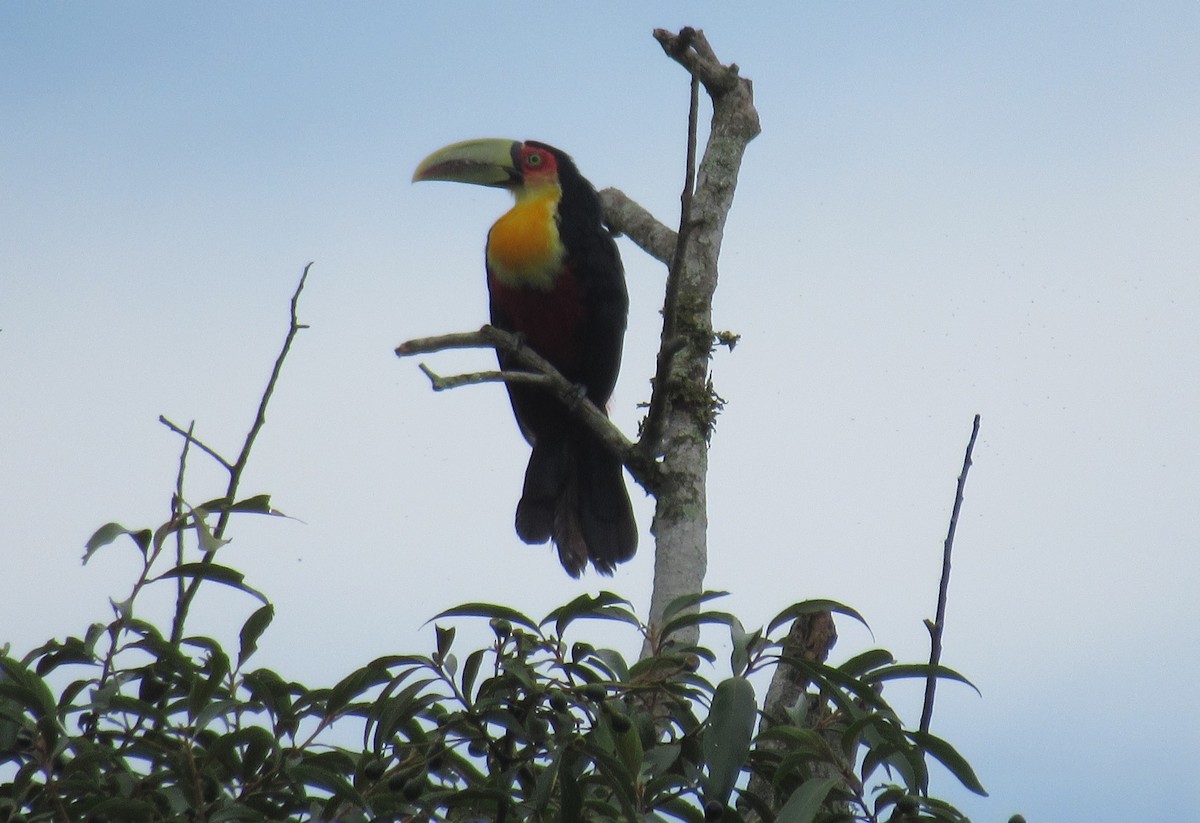 Red-breasted Toucan - ML312622611