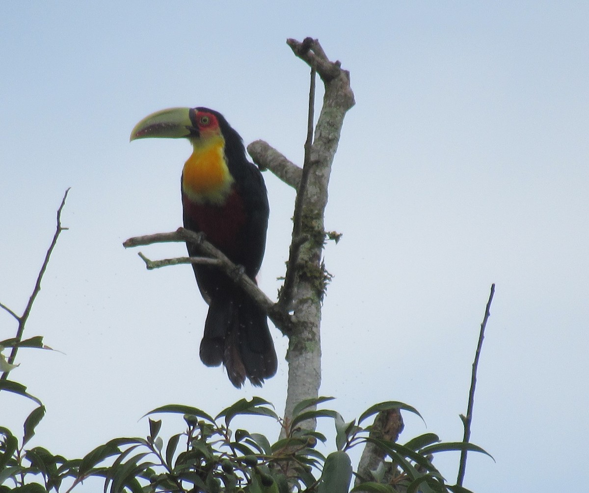 Red-breasted Toucan - ML312622621