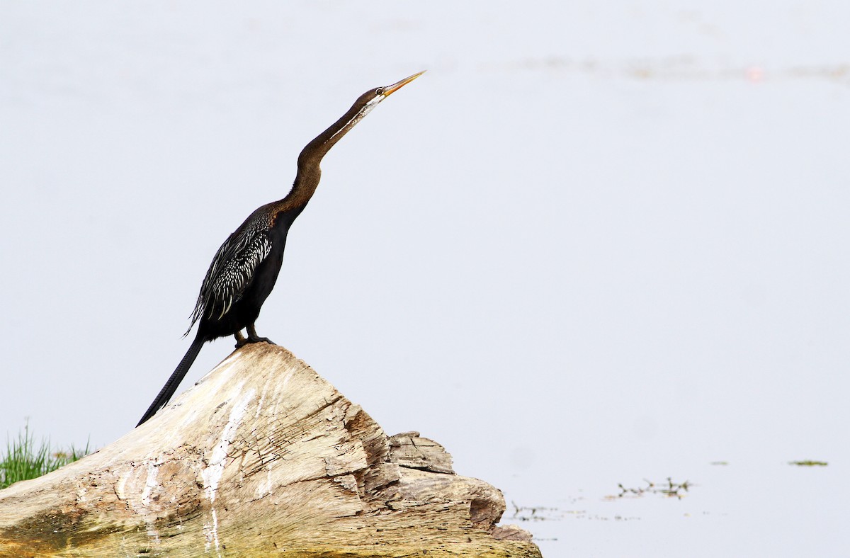 Oriental Darter - Andrew Spencer