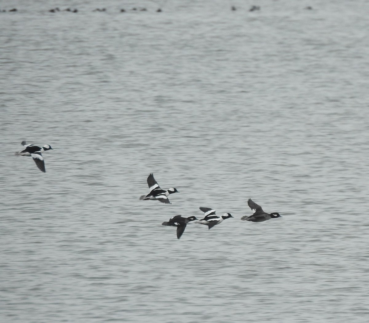 Long-tailed Duck - ML312623351