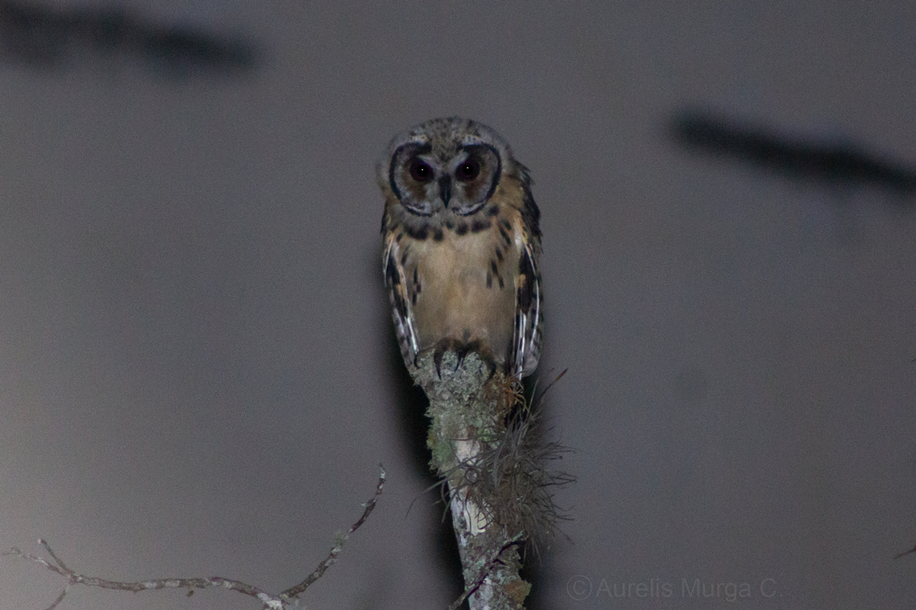 Striped Owl - Aurelis Carolina Murga Cabrera