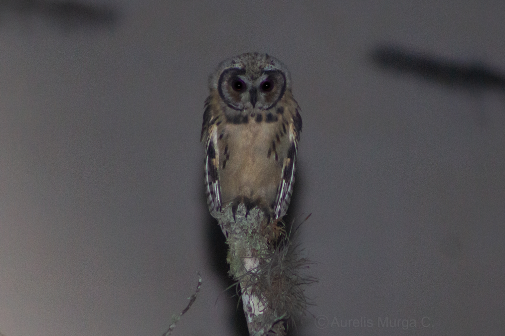 Striped Owl - Aurelis Carolina Murga Cabrera