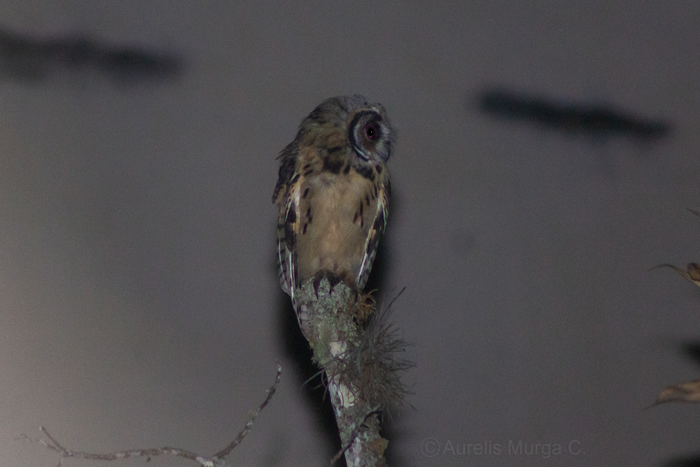 Striped Owl - Aurelis Carolina Murga Cabrera