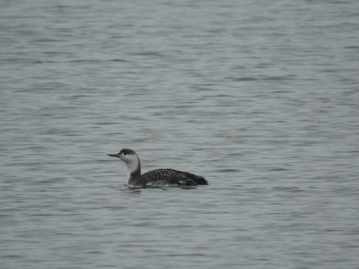 Red-throated Loon - ML312623611