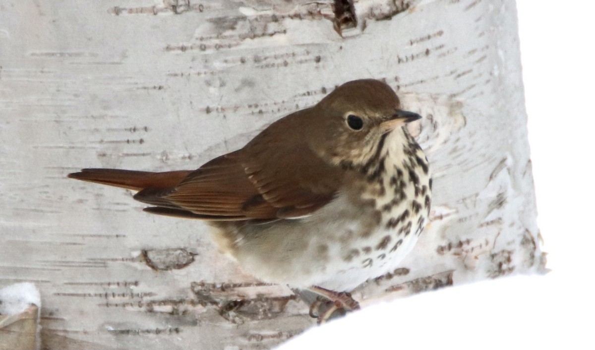 Hermit Thrush - ML312624251