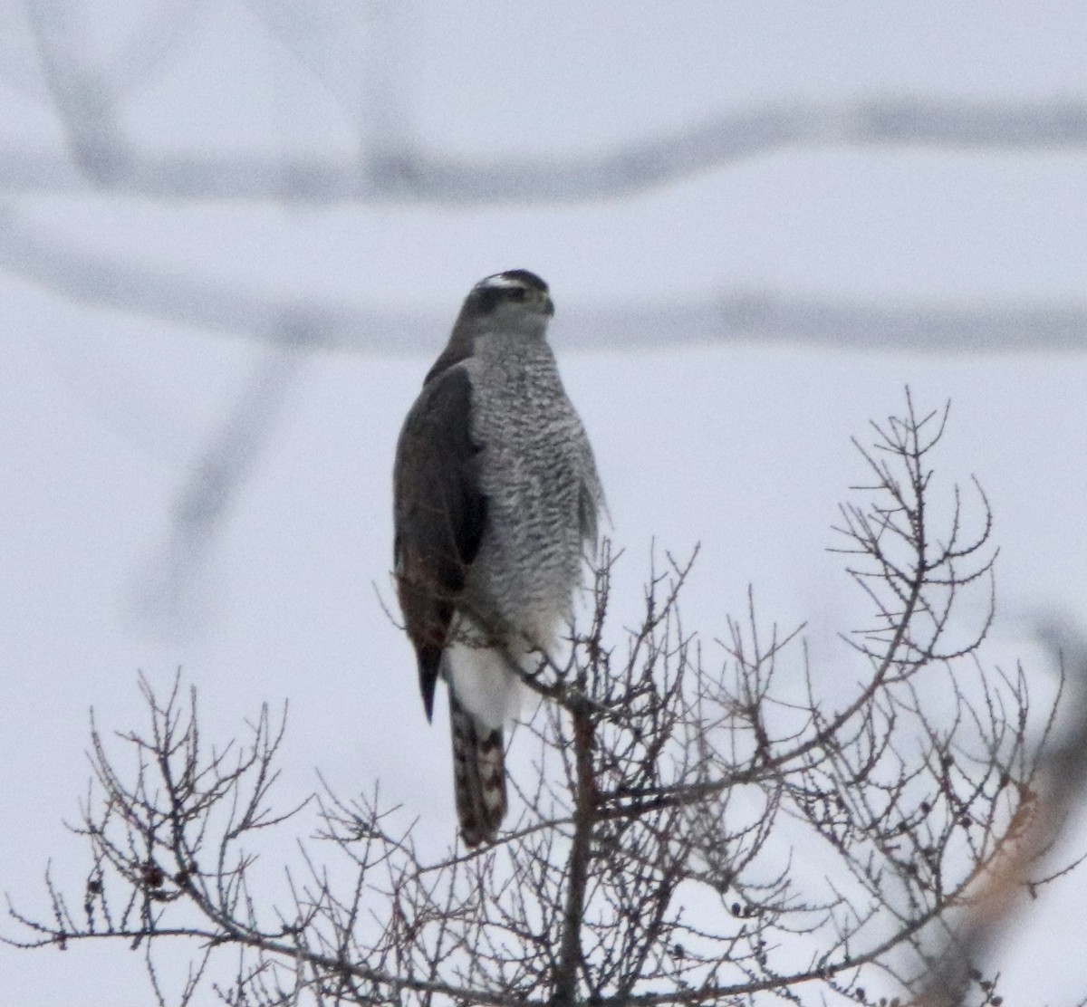 American Goshawk - john tuach