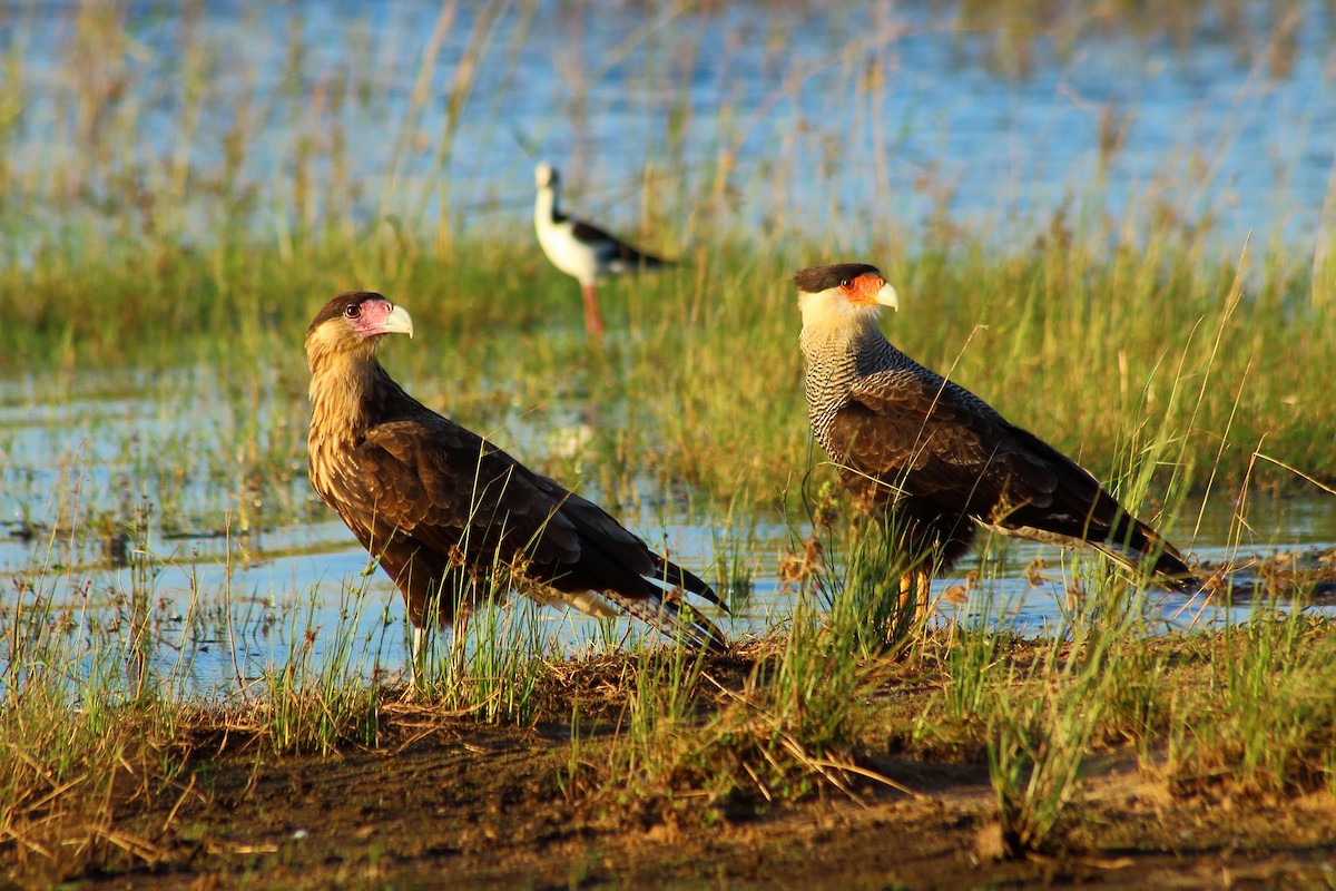 Crested Caracara (Southern) - ML312626141
