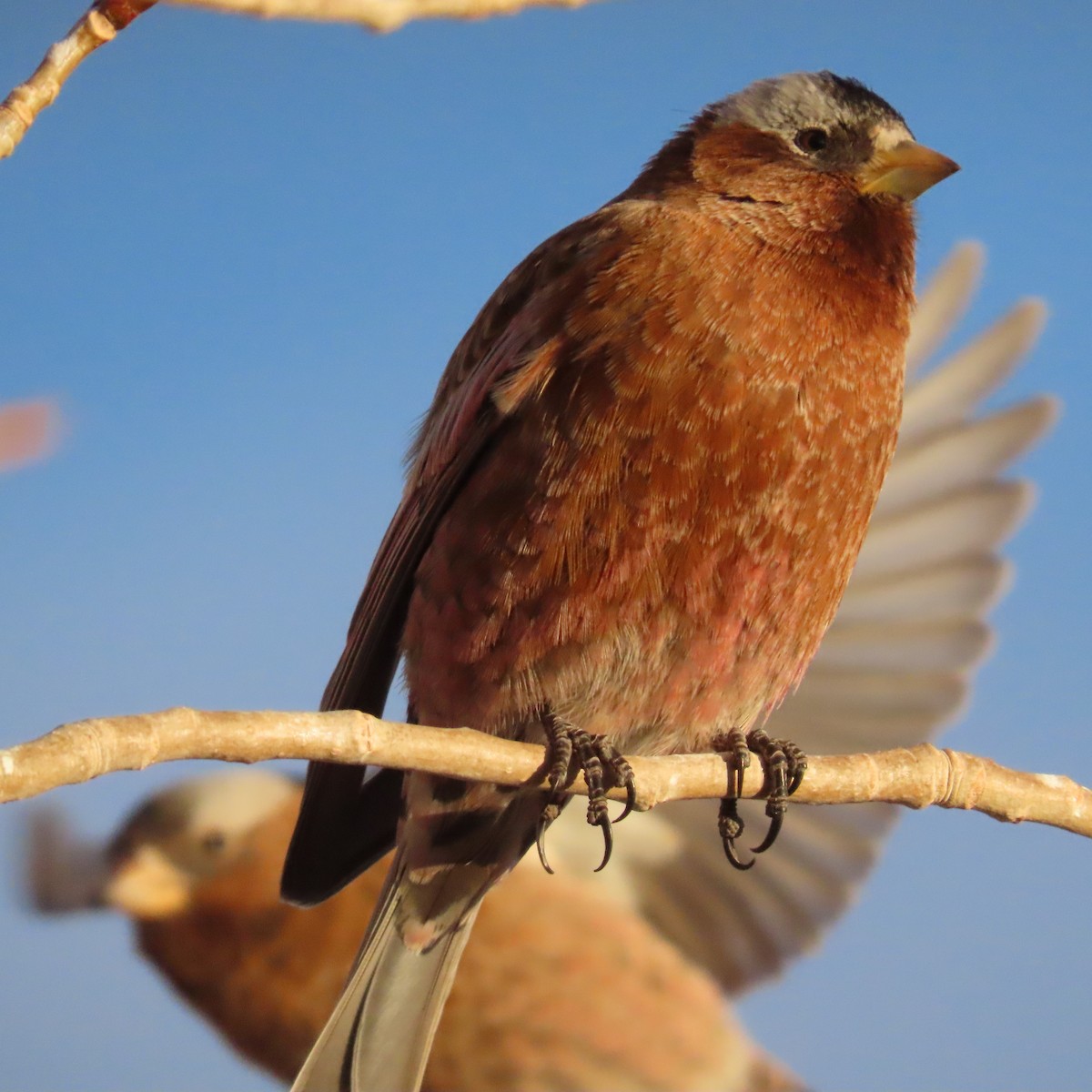 Gray-crowned Rosy-Finch - ML312626751