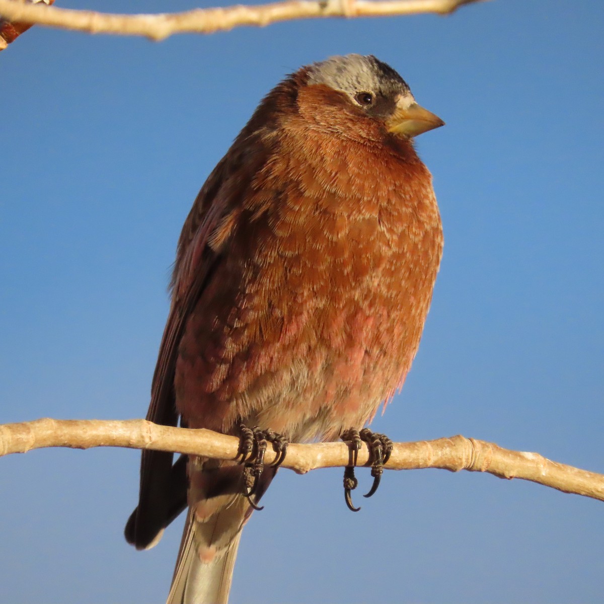 Gray-crowned Rosy-Finch - ML312626901