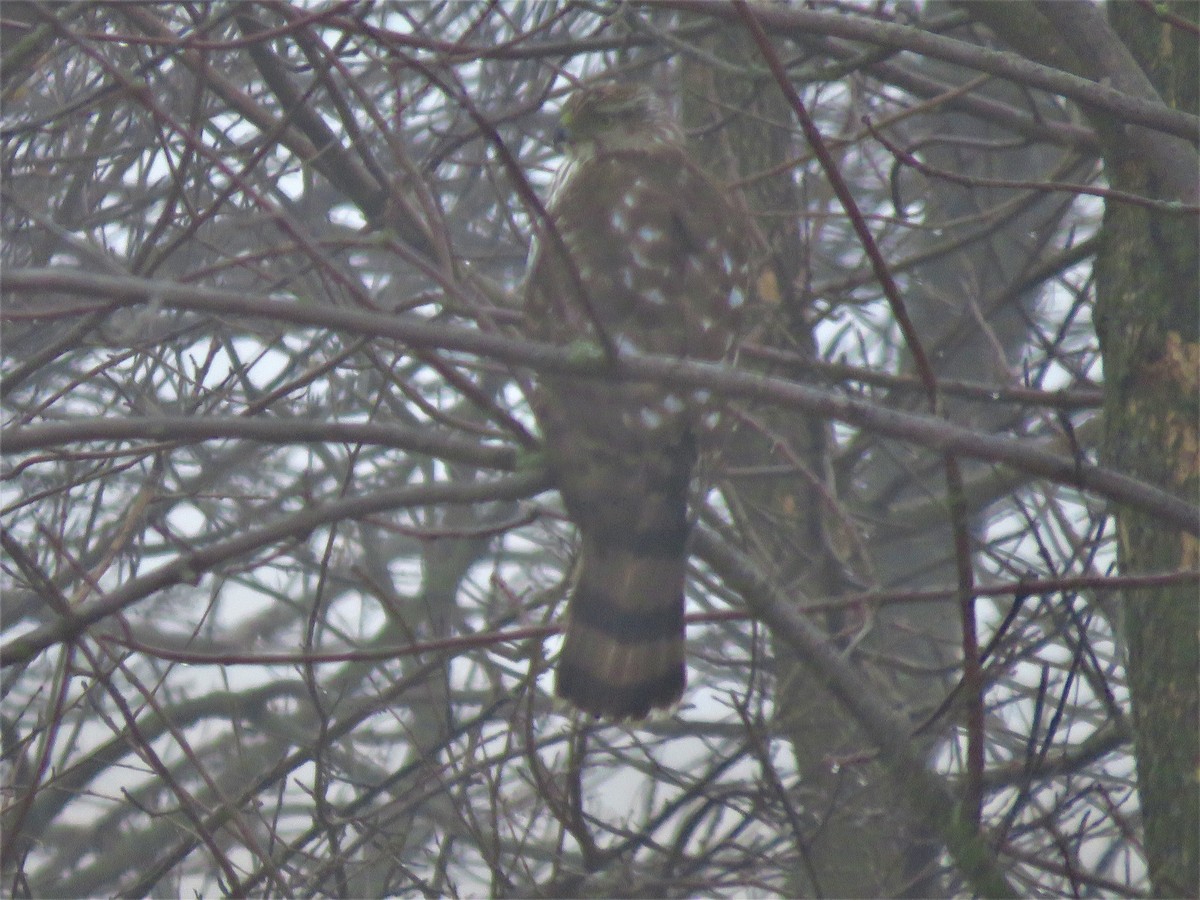 Cooper's Hawk - ML312628701