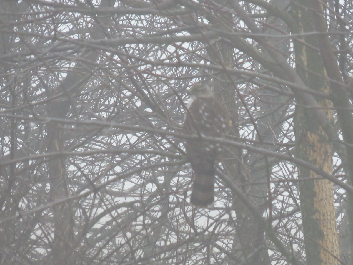 Cooper's Hawk - ML312628711