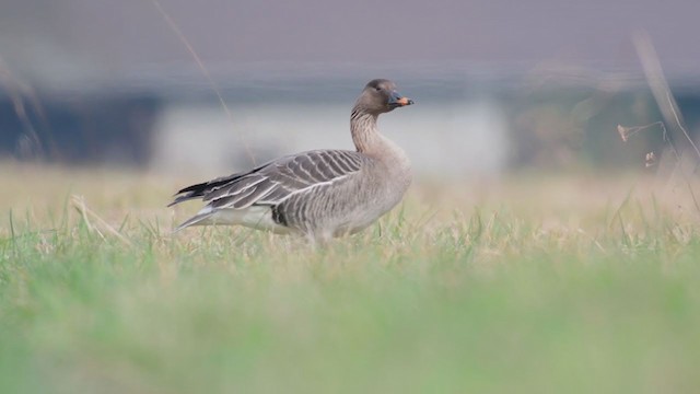 Tundra Bean-Goose - ML312630971