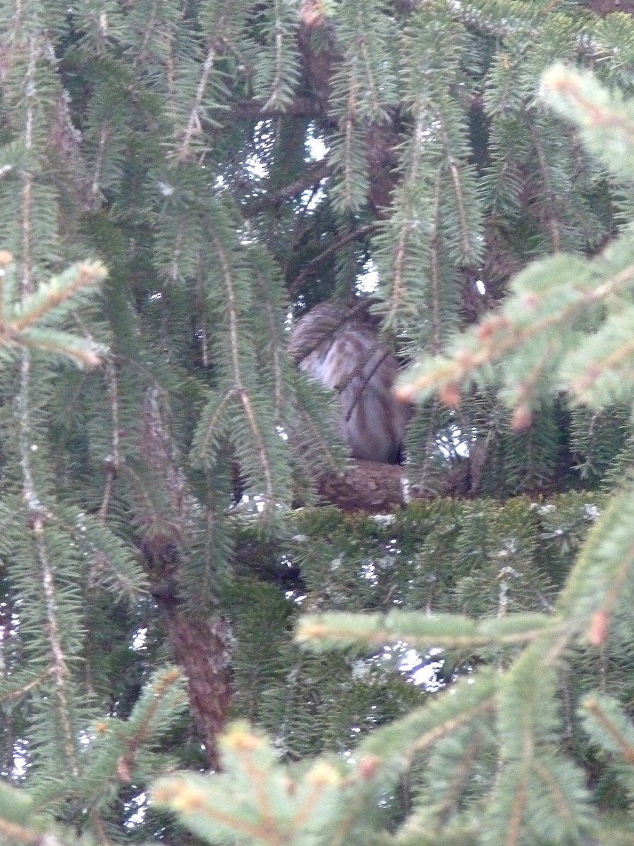 Northern Saw-whet Owl - ML312631841