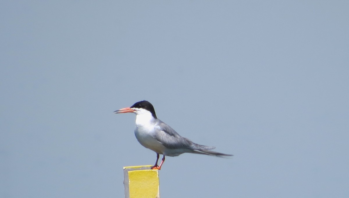 Forster's Tern - Rick Saxton