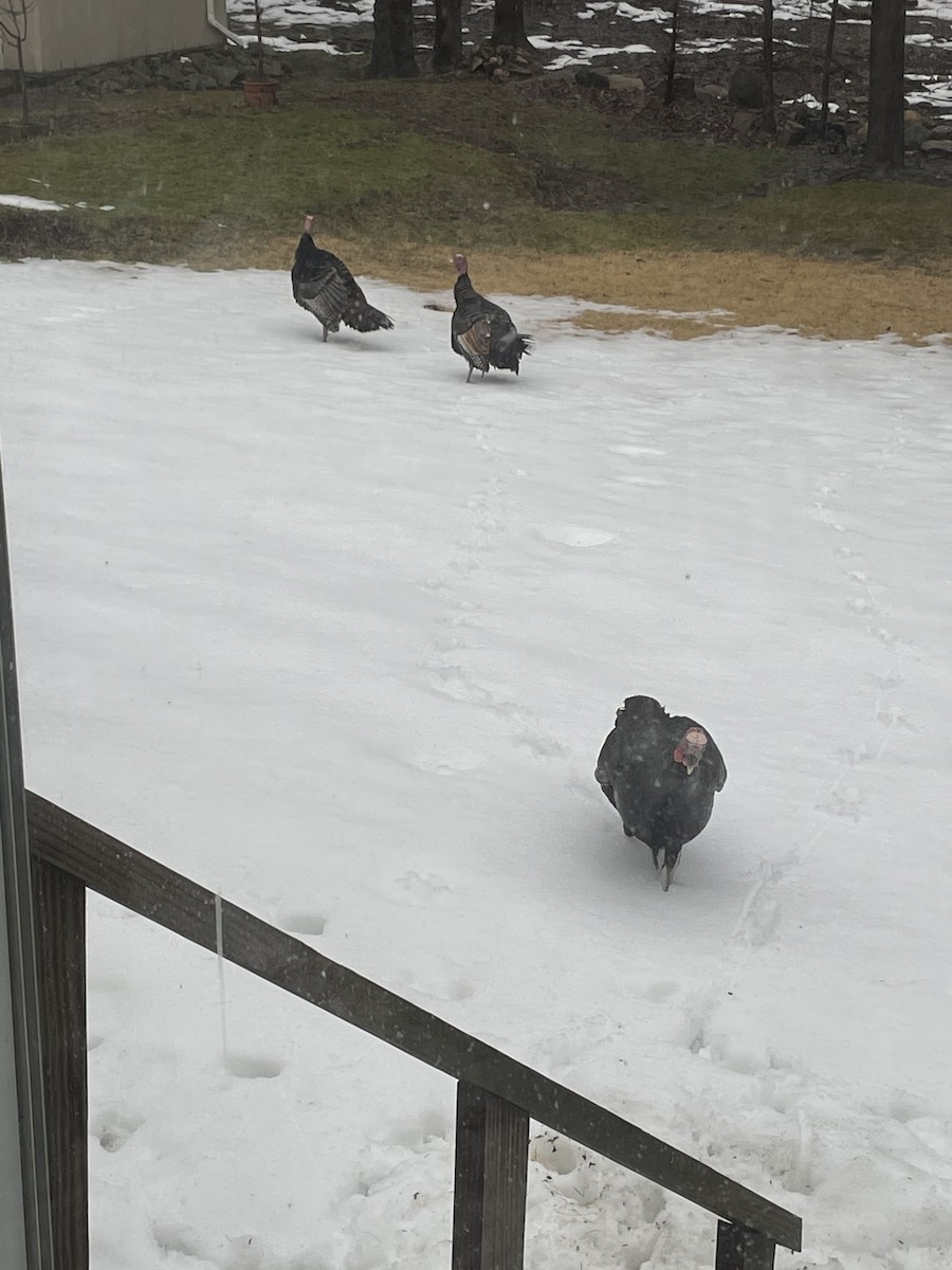 Wild Turkey - ML312632731