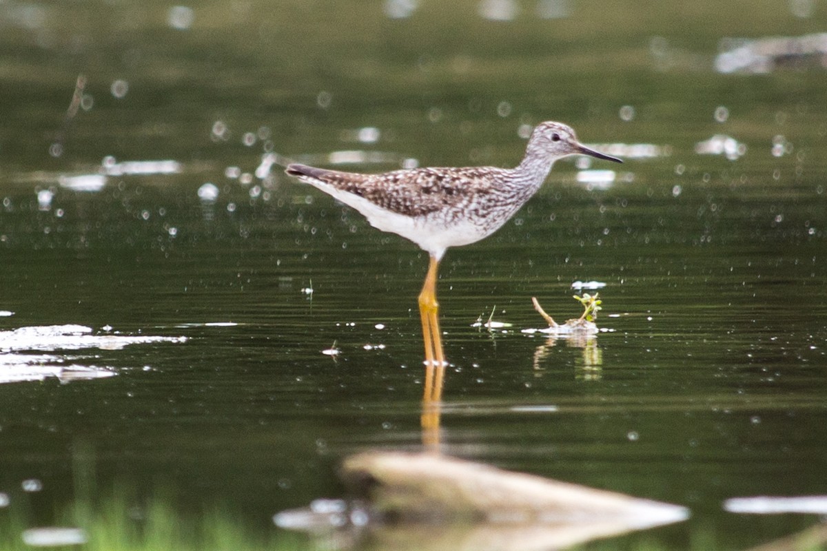 Lesser Yellowlegs - ML31263321