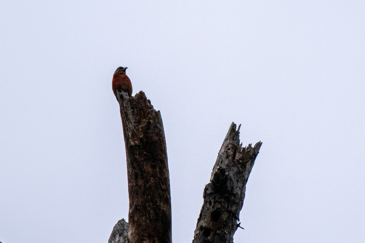 Red Crossbill - ML312634261