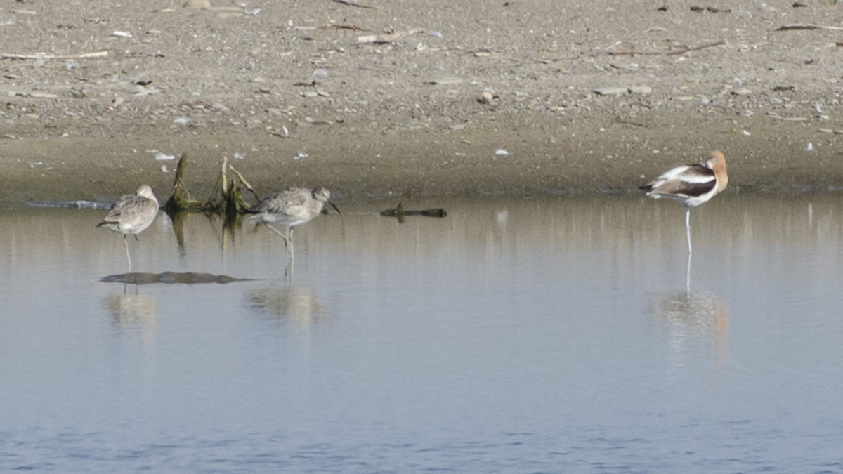 American Avocet - ML31263451