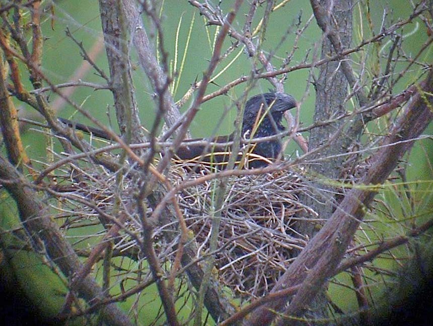 Groove-billed Ani - ML312634931