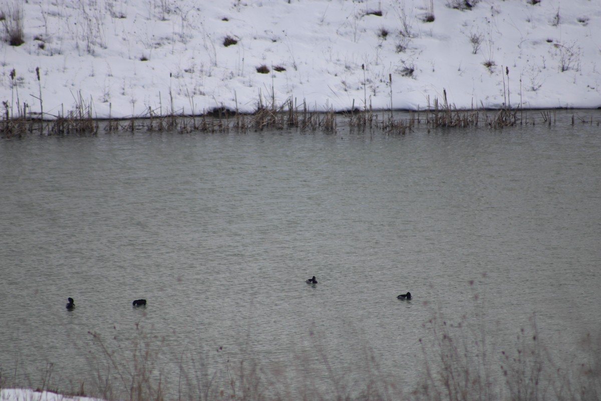 Ring-necked Duck - ML312638411
