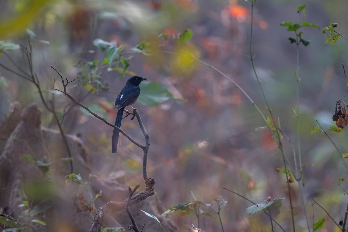 White-rumped Shama - Deepak Budhathoki 🦉