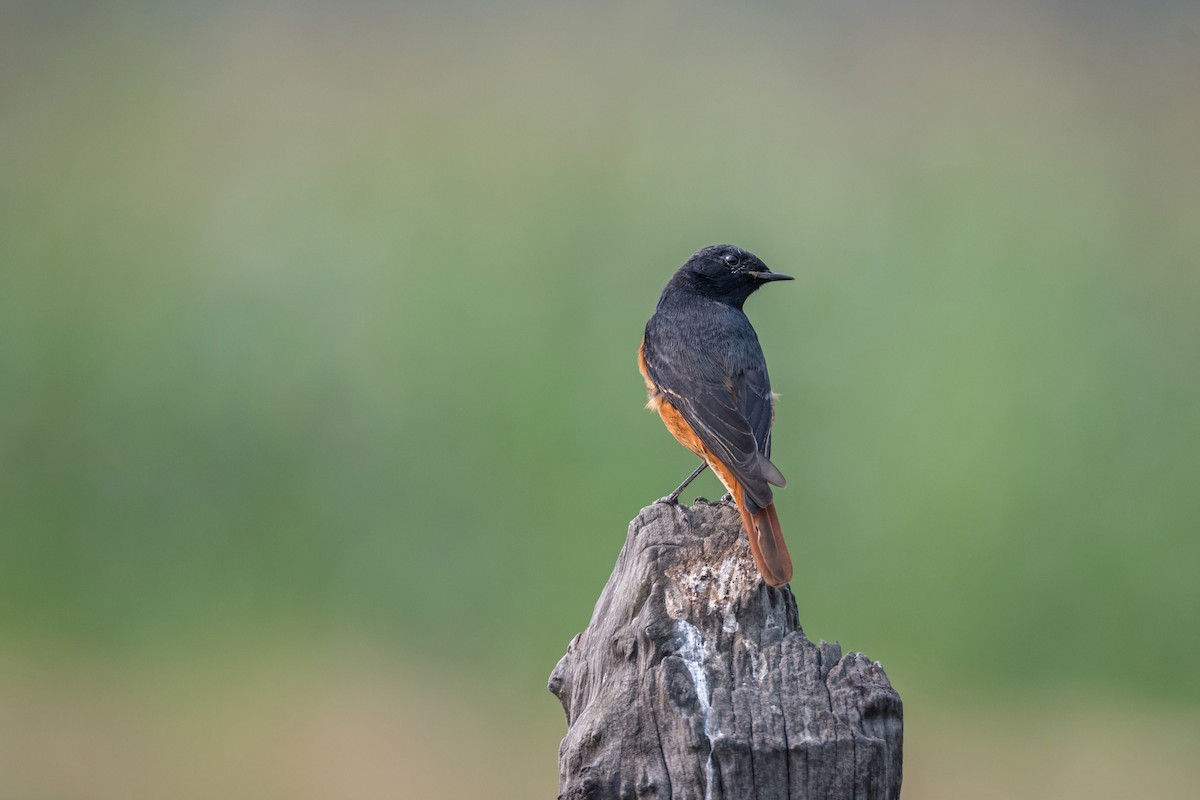 Black Redstart - ML312639991