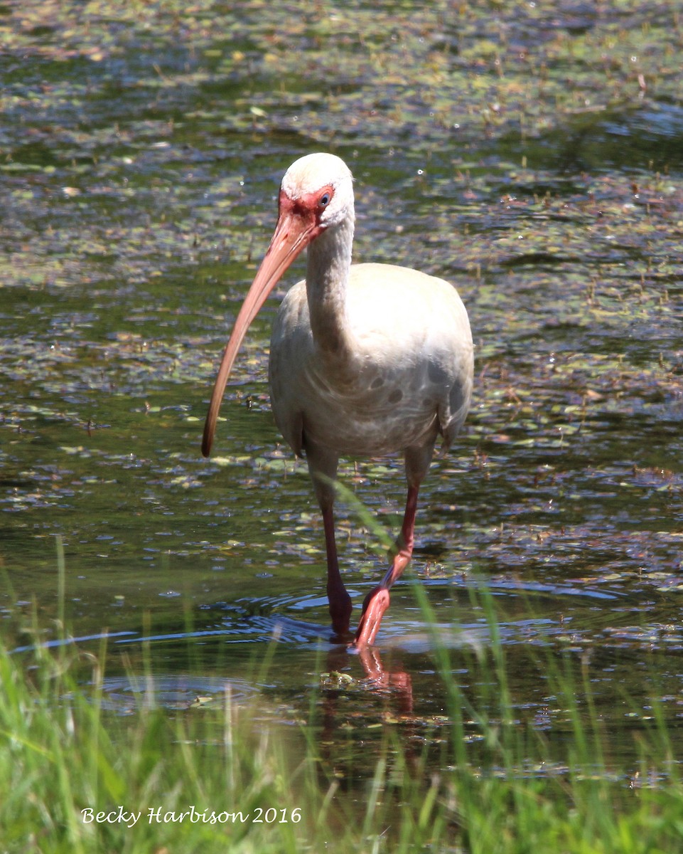 White Ibis - ML31264171