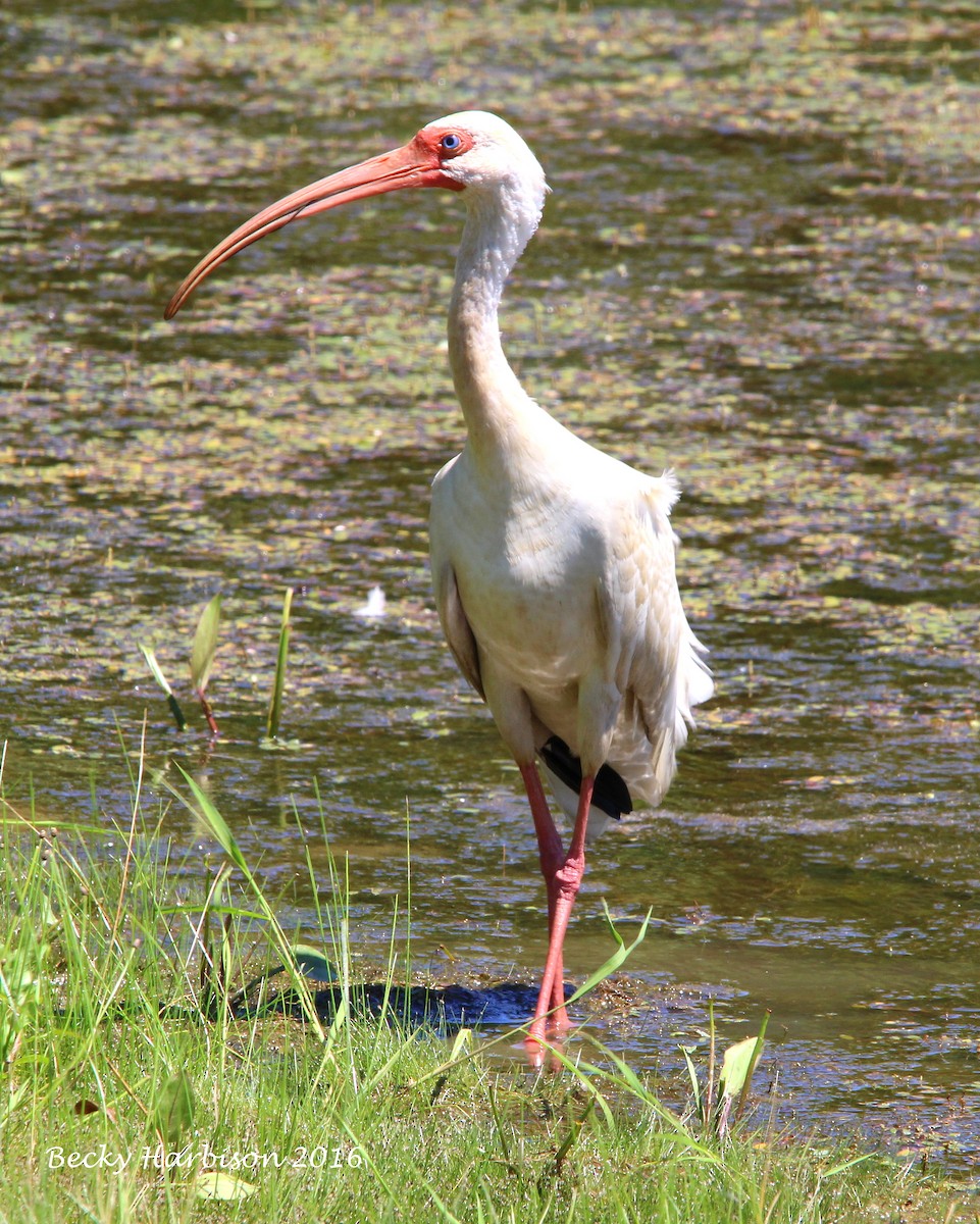 White Ibis - ML31264191