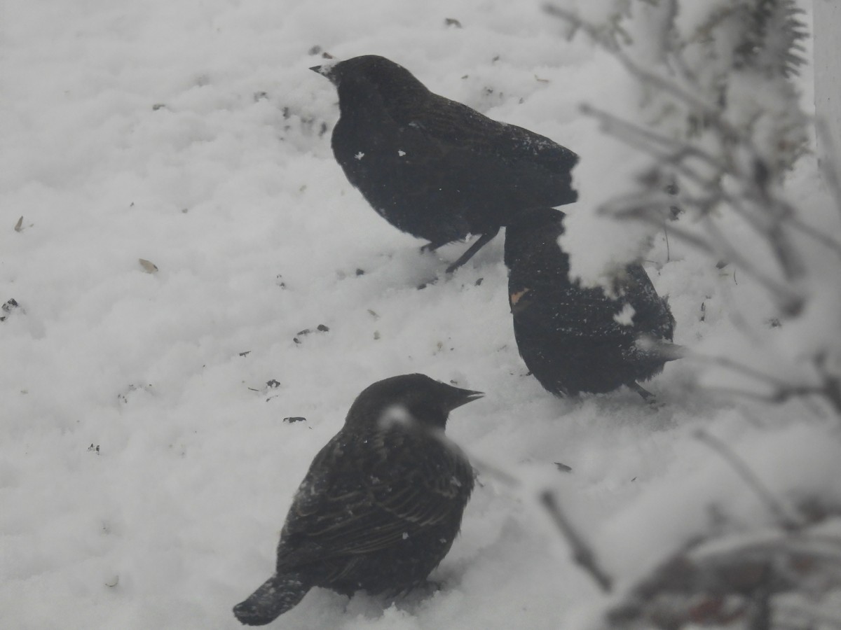 Red-winged Blackbird - ML312642251