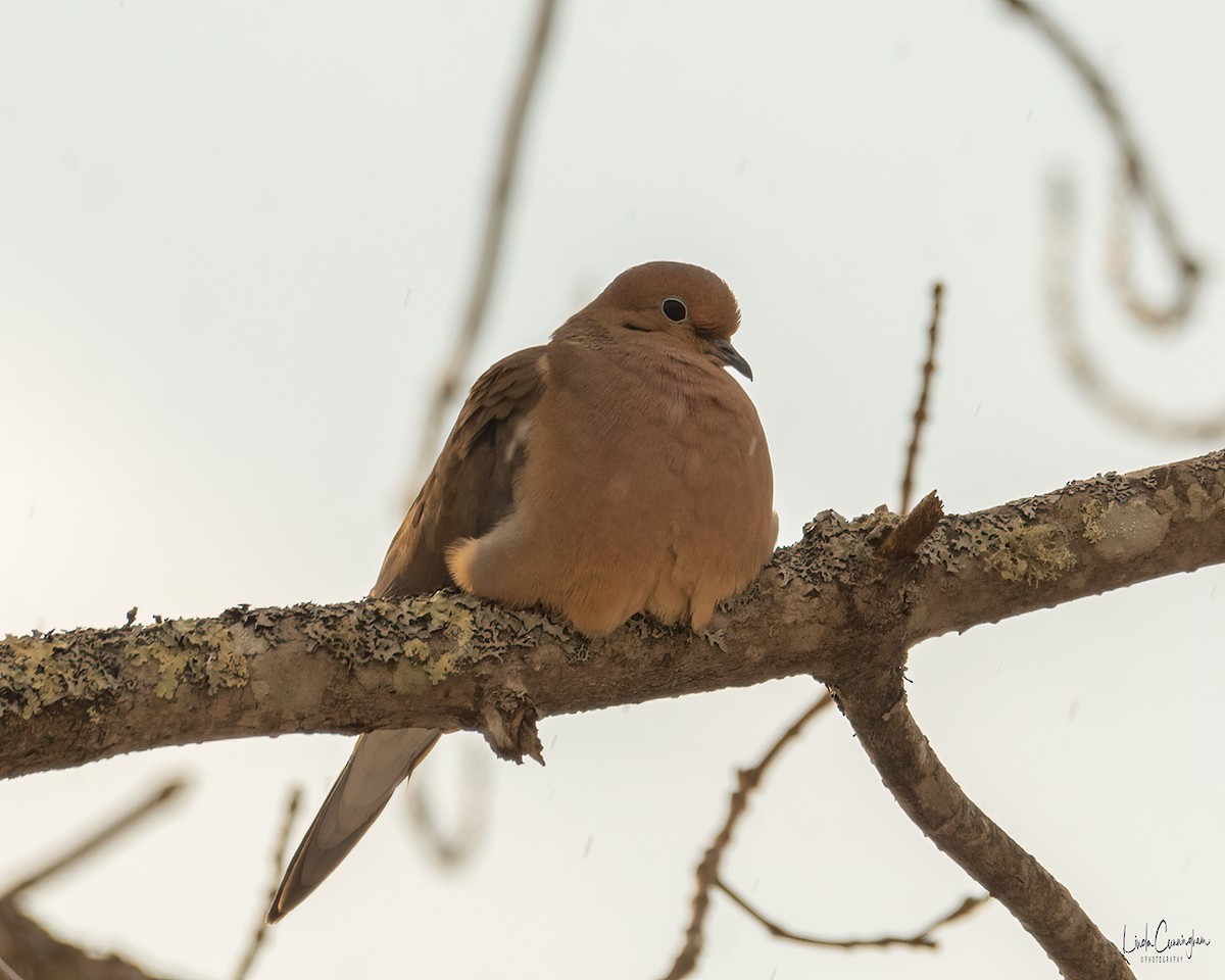 Mourning Dove - ML312643551