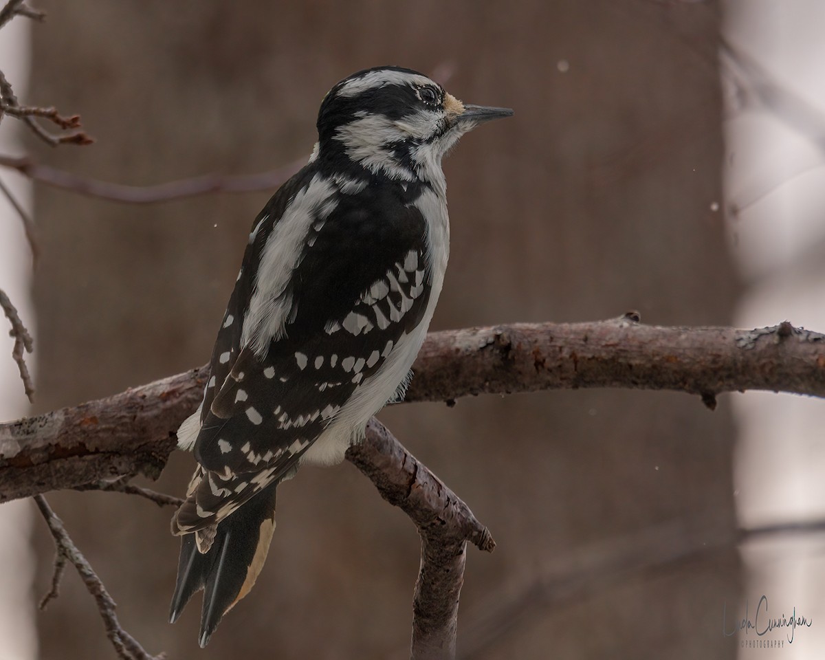 Hairy Woodpecker - ML312643681