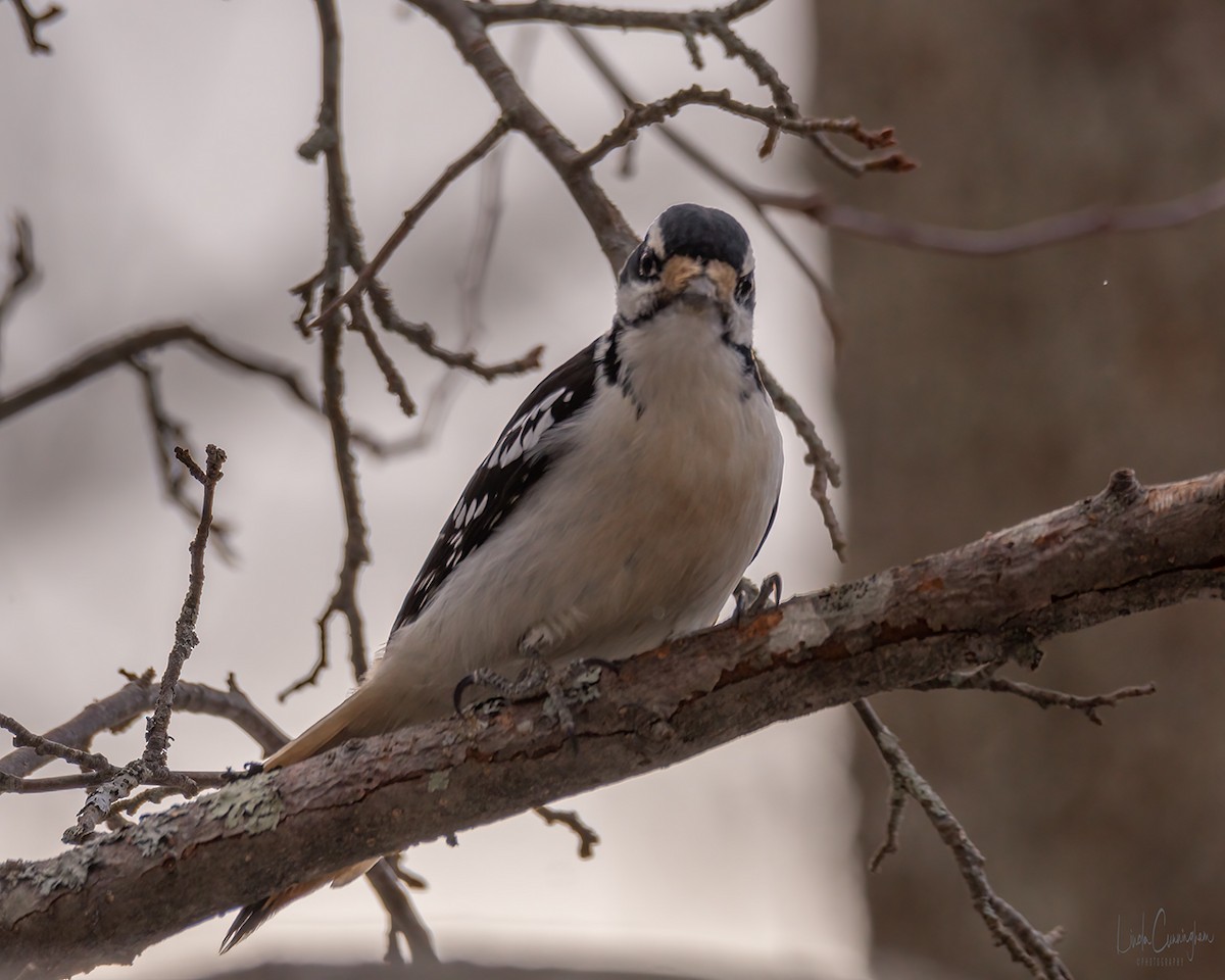 Hairy Woodpecker - ML312643751