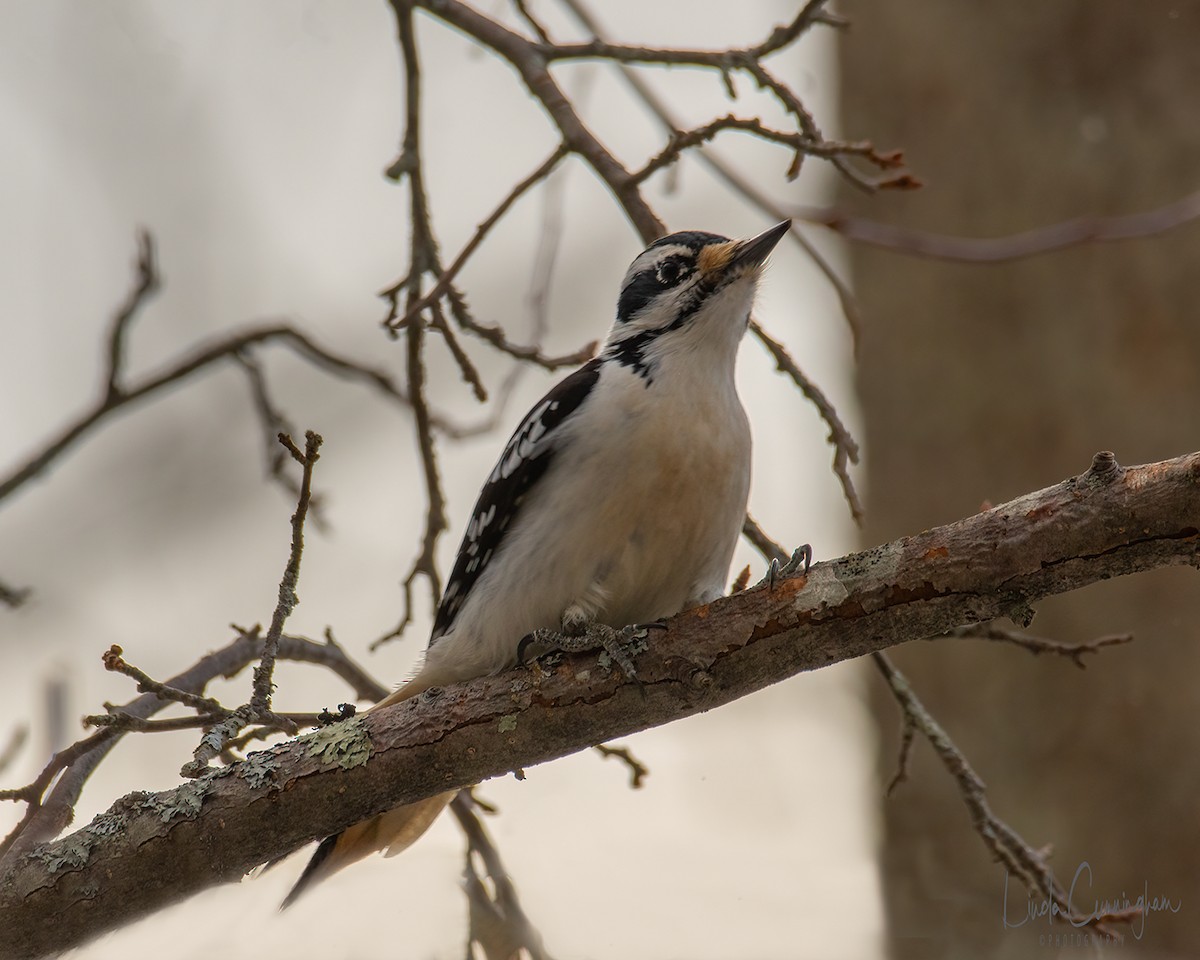 Hairy Woodpecker - ML312643821