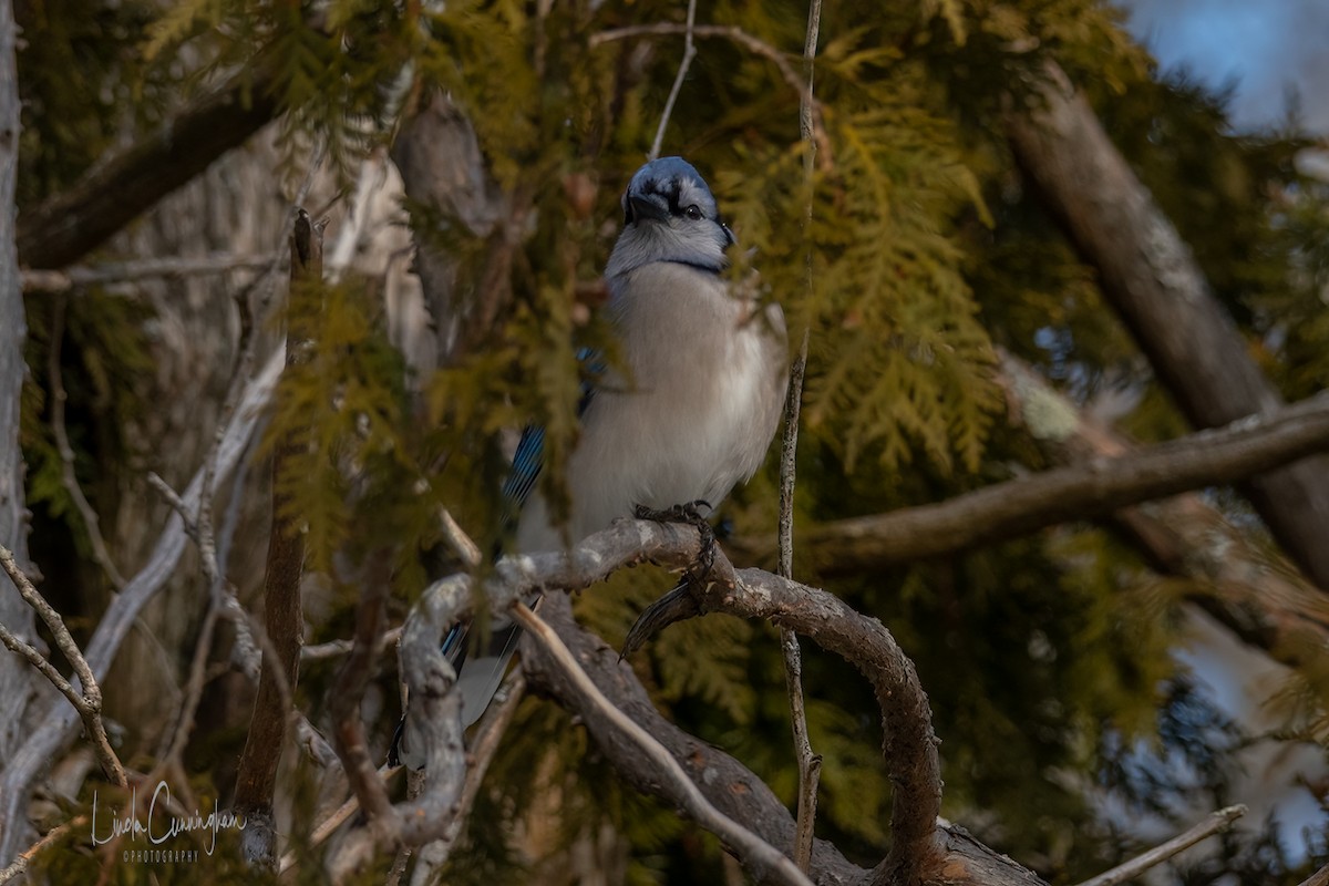 Blue Jay - ML312643891