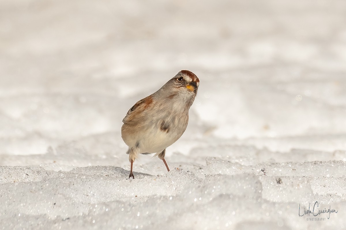 American Tree Sparrow - ML312643941