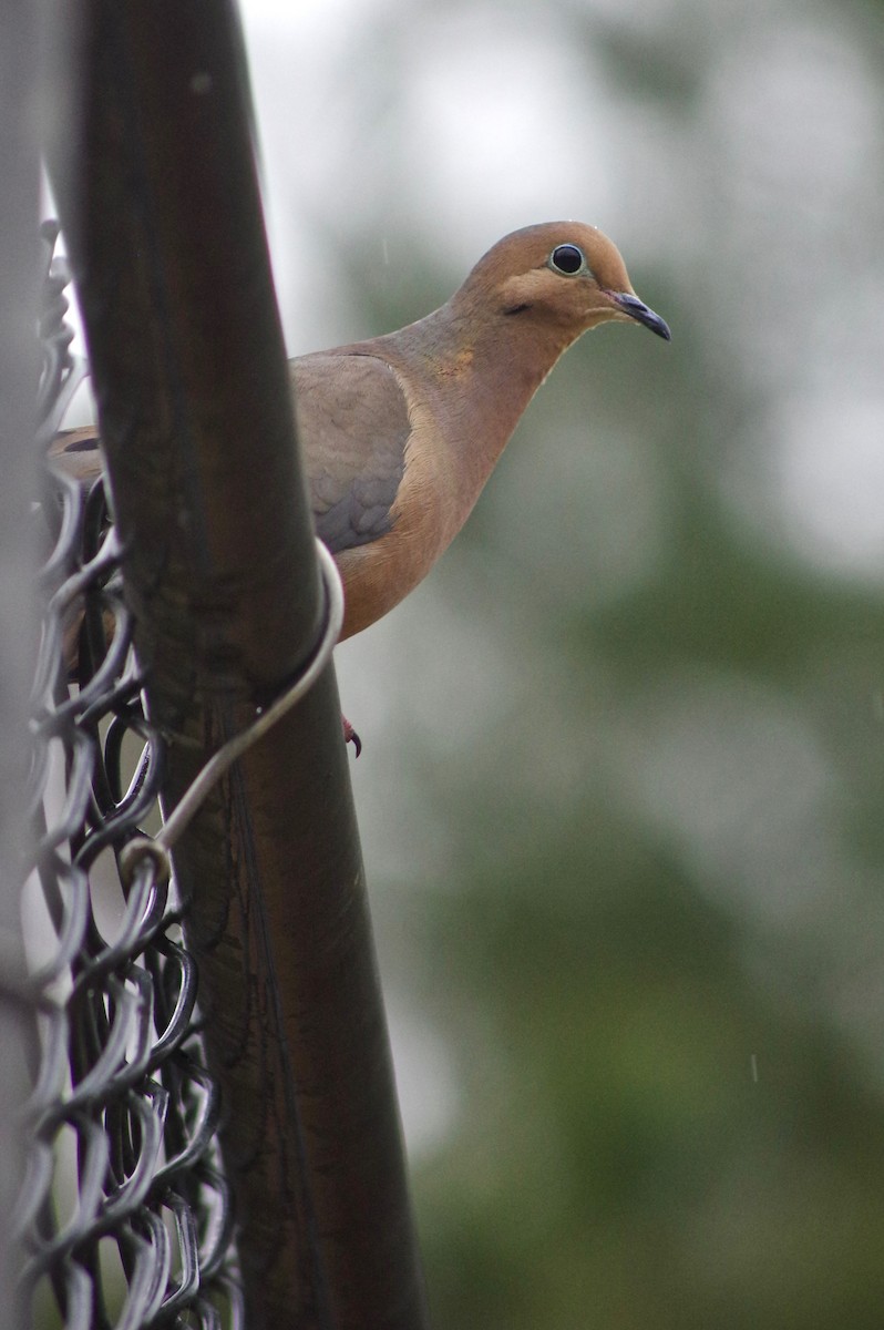 Mourning Dove - ML312643961